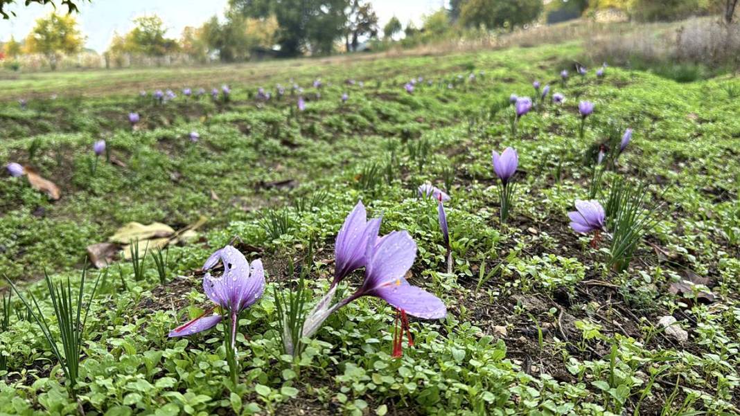 Dünyanın en pahalı baharatı Safranbolu'da yetişiyor! Gıda, ilaç ve kozmetikte kullanılan mucize 10